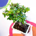 Bonsai - Carmona microphylla - Fukien Tea Tree - Sprouts of Bristol