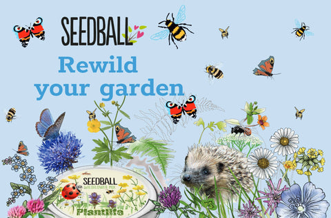 Bumblebee Seedball Wildflower Tins: Green - Sprouts of Bristol