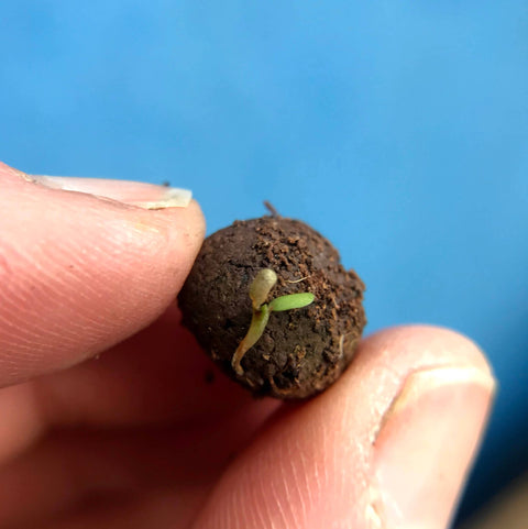 Bumblebee Seedball Wildflower Tins: Green - Sprouts of Bristol