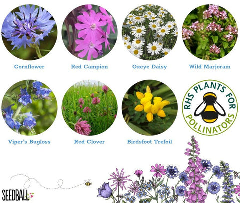 Bumblebee Seedball Wildflower Tins: Yellow - Sprouts of Bristol