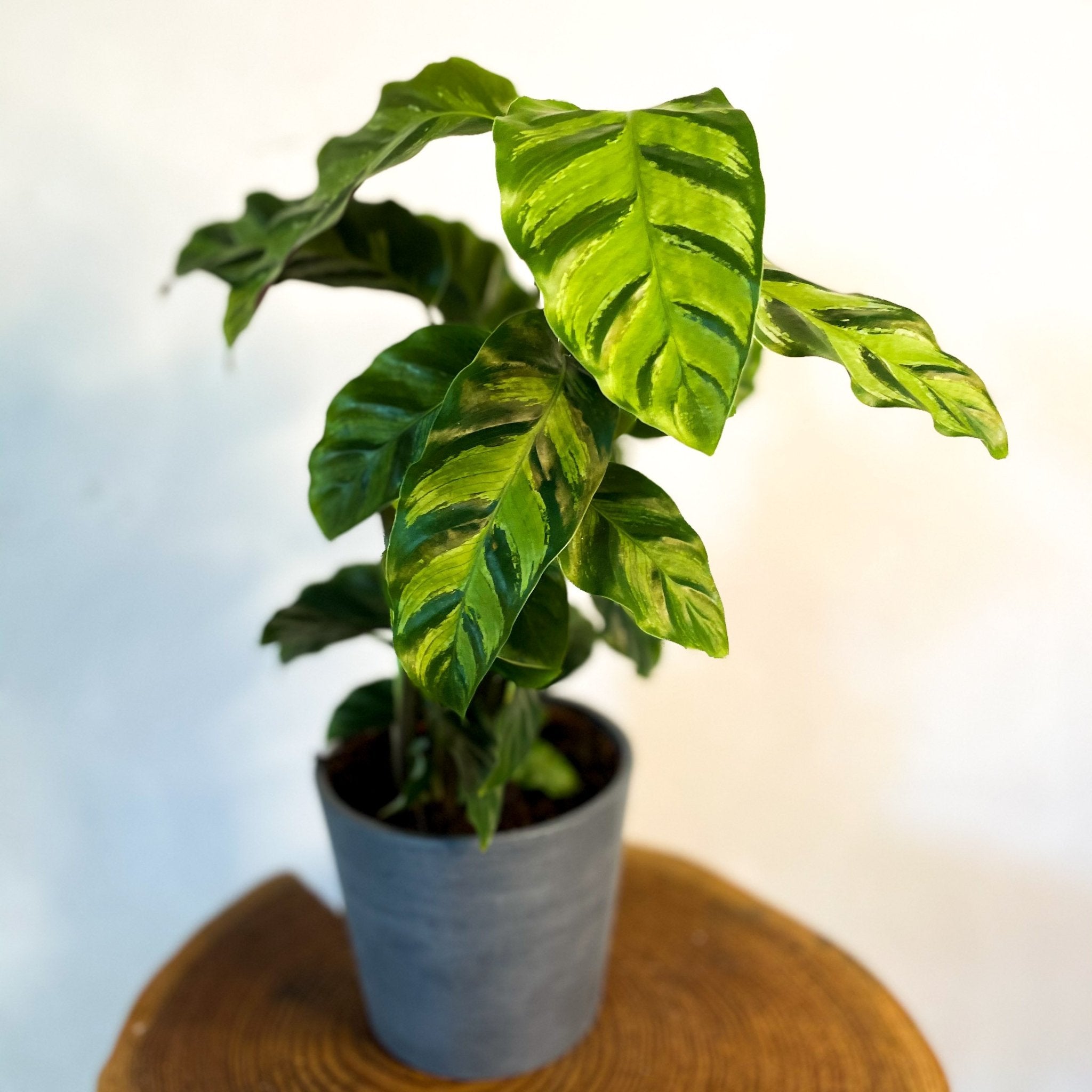 Calathea albertii – Sprouts of Bristol