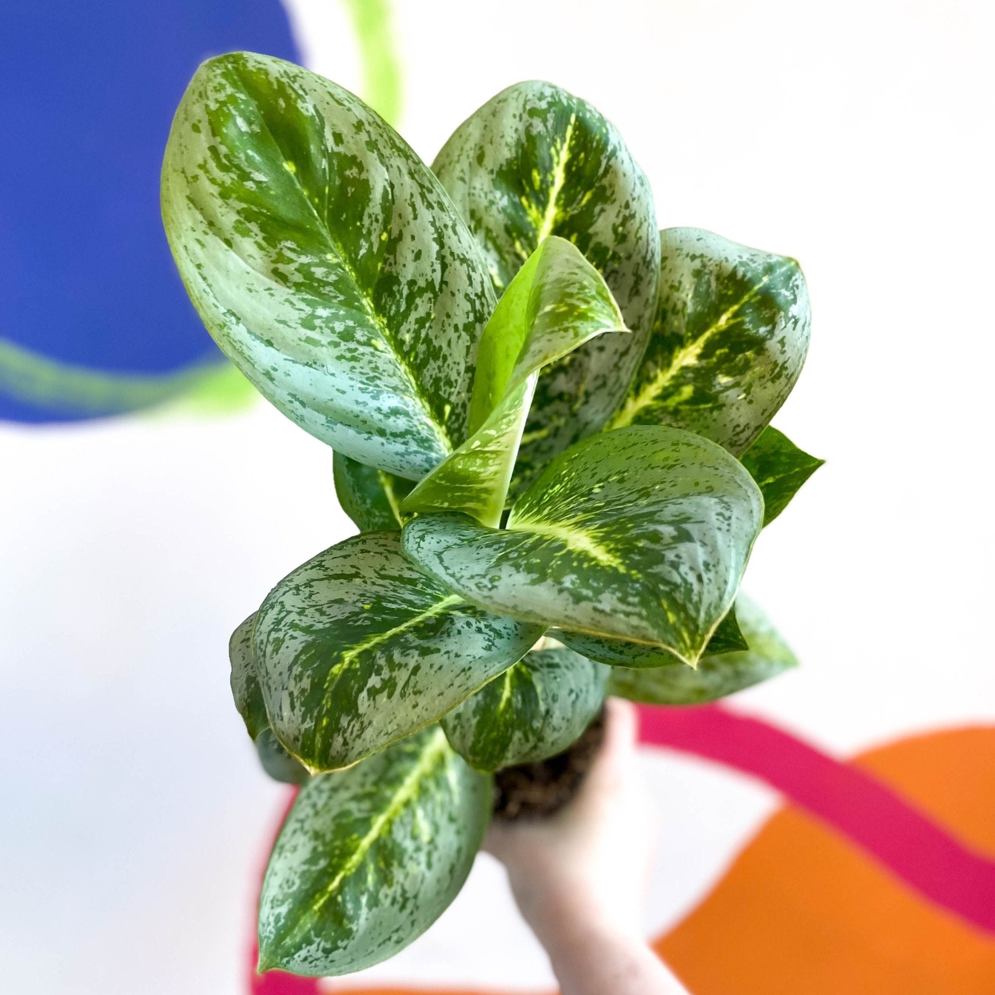 aglaonema lemon lime Aglaonema 'Key Lime'