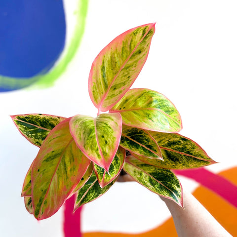 Chinese Evergreen - Aglaonema ‘Light Pink Star' - Sprouts of Bristol