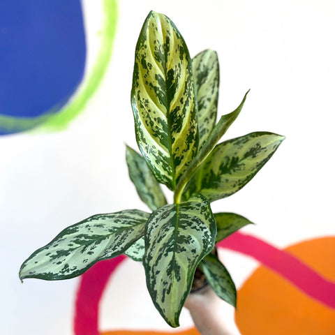 Chinese Evergreen - Aglaonema ‘Maria' - Sprouts of Bristol