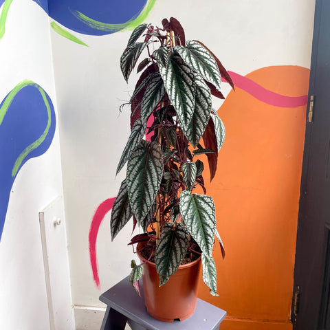 Climbing Rex Begonia Vine - Cissus discolor - Sprouts of Bristol