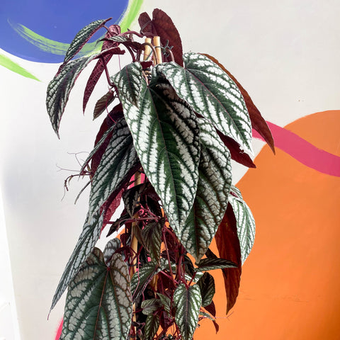 Climbing Rex Begonia Vine - Cissus discolor - Sprouts of Bristol