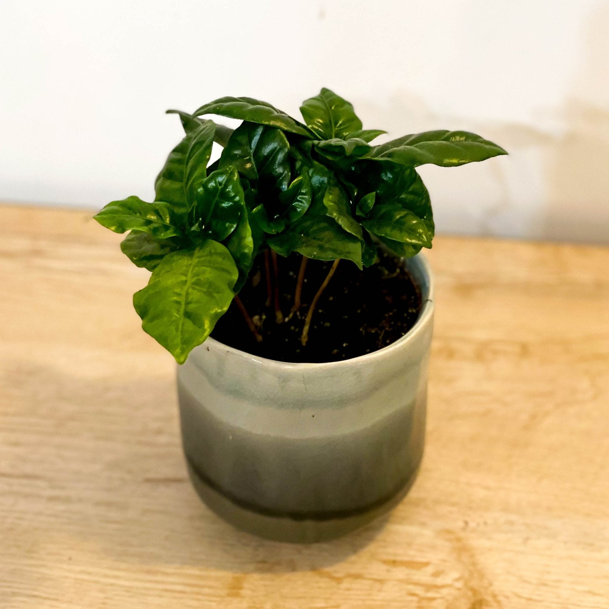 Kaffeepflanze Coffea Arabica 12cm Topf  Tropische Zimmerpflanze 2025cm  Hhe