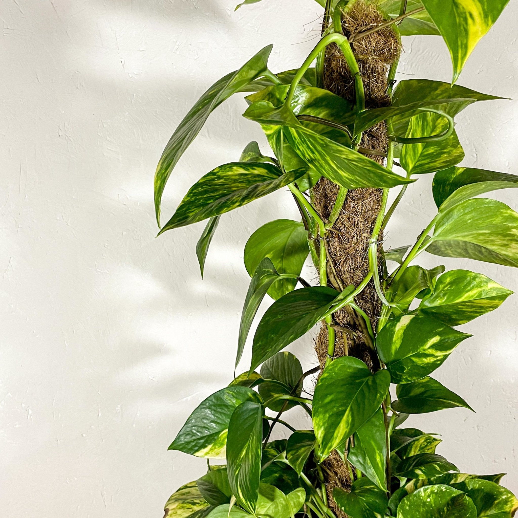 coir pole for pothos Coir Moss Pole – Coco Fibre Plant Support for Climbing Plants – Sprouts of Bristol