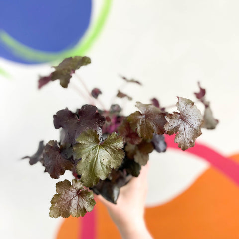 Coral Bells - Heuchera 'Indian Summer - Black Pearl'- Herbaceous Perennial - Sprouts of Bristol