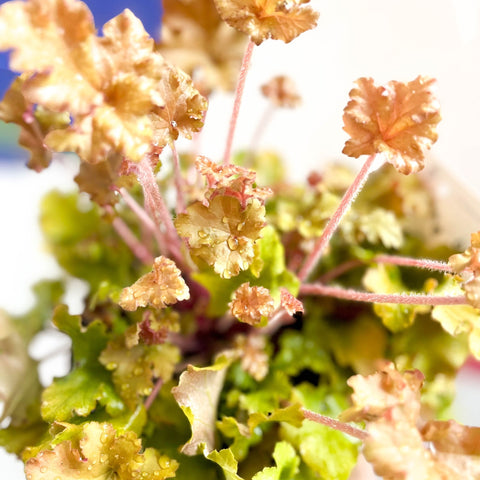 Coral Bells - Heuchera 'Indian Summer - Marmelade'- Herbaceous Perennial - Sprouts of Bristol