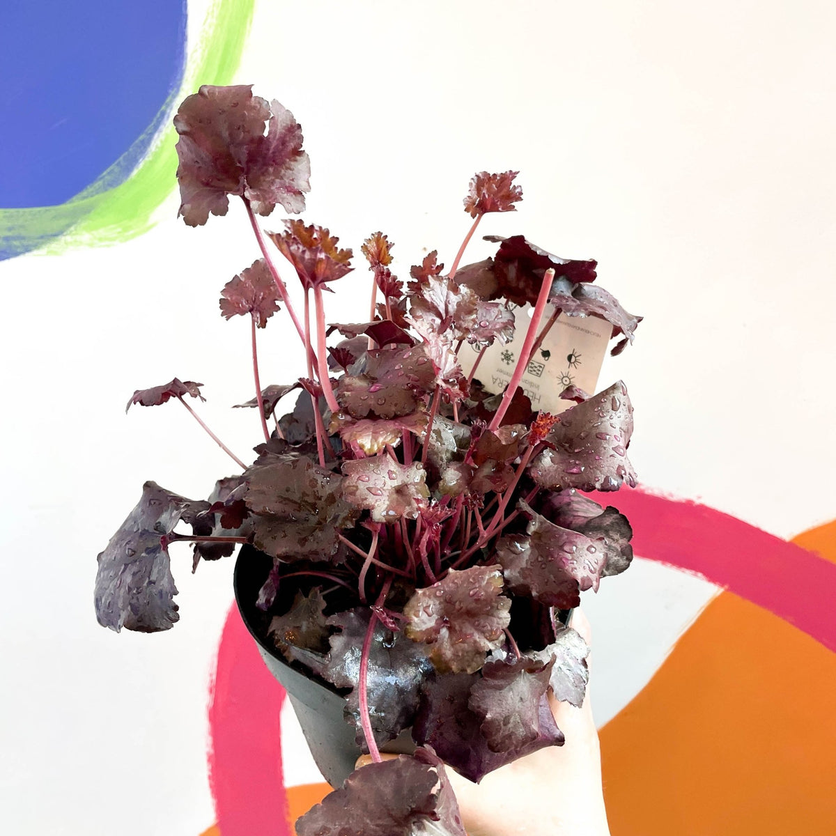 Heuchera Mix 'Indian Summer' - 4 Piante Grandi Da 15 Cm | Campane Viola Colorate | Perenni Resistenti Per Aiuole