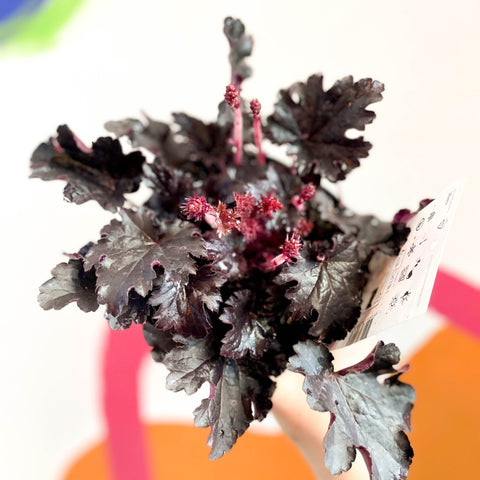 Coral Bells - Heuchera 'Indian Summer - Timeless Night'- Herbaceous Perennial - Sprouts of Bristol