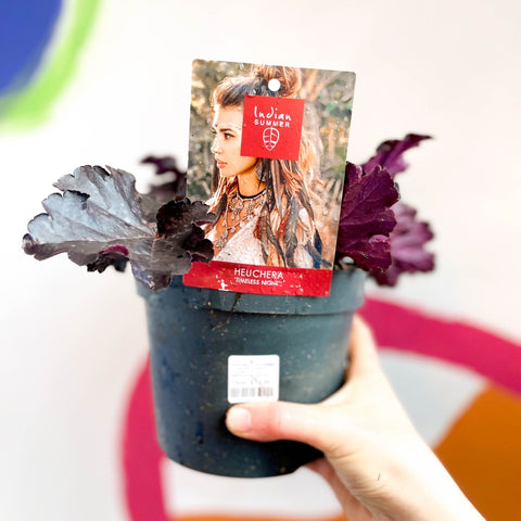 Coral Bells - Heuchera 'Indian Summer - Timeless Night'- Herbaceous Perennial - Sprouts of Bristol