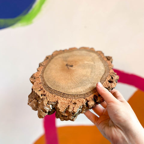 Cork Tree Slice with Bark - Terrarium Supplies - Sprouts of Bristol