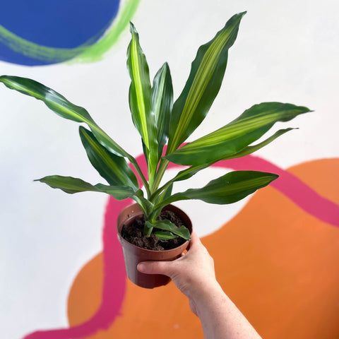 Corn Plant - Dracaena fragrans 'Burley' - Sprouts of Bristol