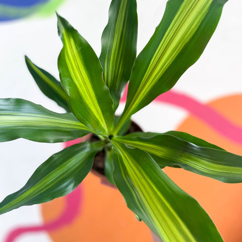 Corn Plant - Dracaena fragrans 'Burley' - Sprouts of Bristol