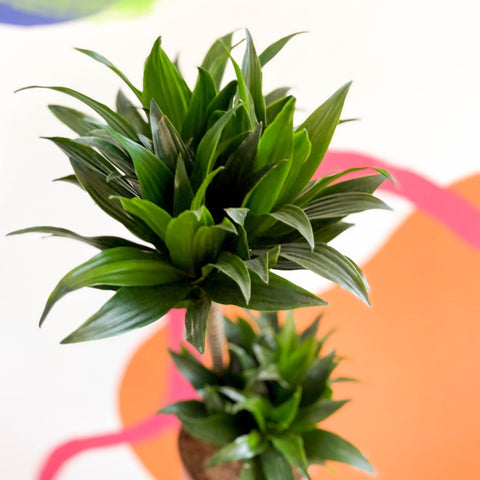 Corn Plant - Dracaena fragrans 'Compacta' - Sprouts of Bristol