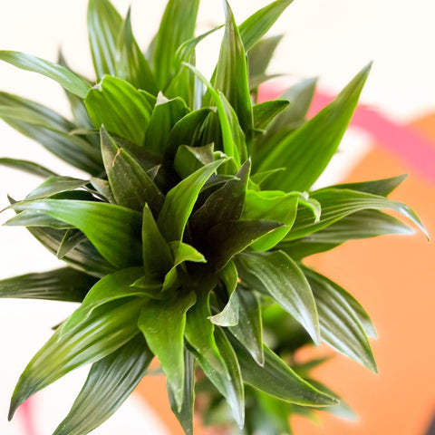 Corn Plant - Dracaena fragrans 'Compacta' - Sprouts of Bristol
