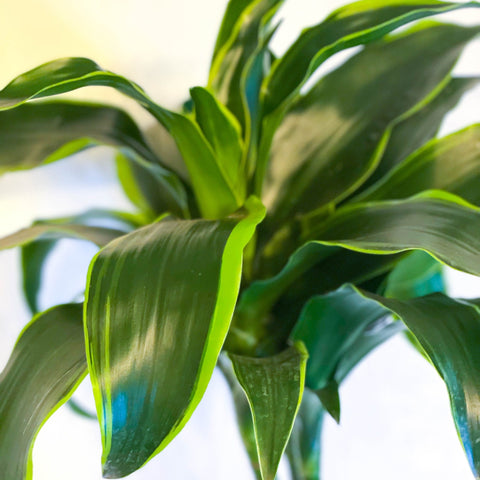 Corn Plant - Dracaena fragrans 'Dorado' - Sprouts of Bristol