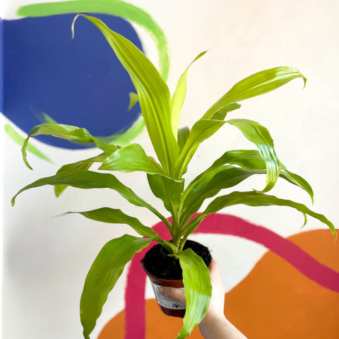 Corn Plant - Dracaena fragrans 'Limelight' - British Grown - Sprouts of Bristol
