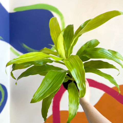 Corn Plant - Dracaena fragrans 'Limelight' - British Grown - Sprouts of Bristol
