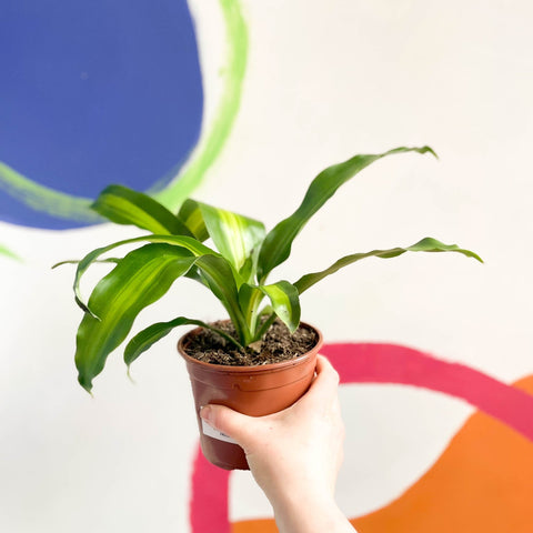 Corn Plant - Dracaena fragrans ‘Massangeana’ - British Grown - Sprouts of Bristol