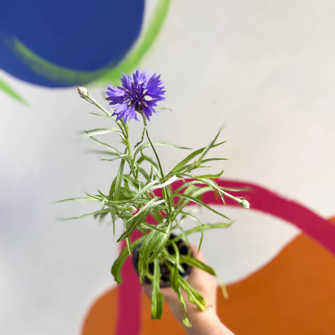 Cornflower - Centaurea cyanus - Bristol Grown - Sprouts of Bristol