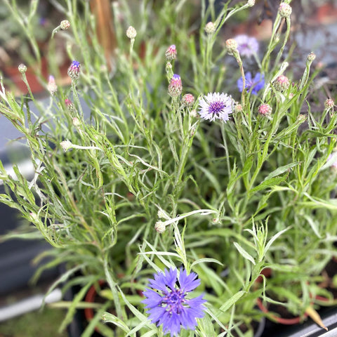 Cornflower - Centaurea cyanus - Bristol Grown - Sprouts of Bristol