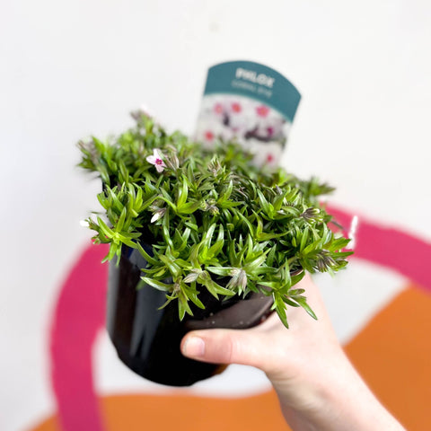 Creeping Phlox - Phlox subulata 'Coral Eye' - British Grown Evergreen Perennial Alpine - Sprouts of Bristol