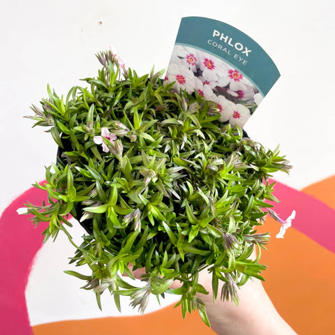 Creeping Phlox - Phlox subulata 'Coral Eye' - British Grown Evergreen Perennial Alpine - Sprouts of Bristol