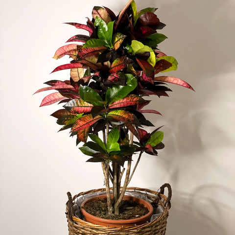 Croton Iceton - Codiaeum 'Iceton' - Sprouts of Bristol