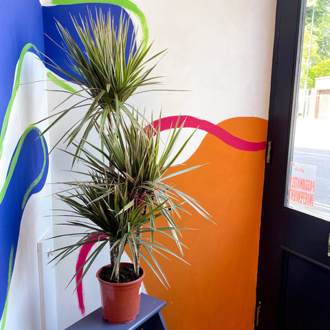Dragon Tree - Dracaena marginata 'Bicolor' - Sprouts of Bristol