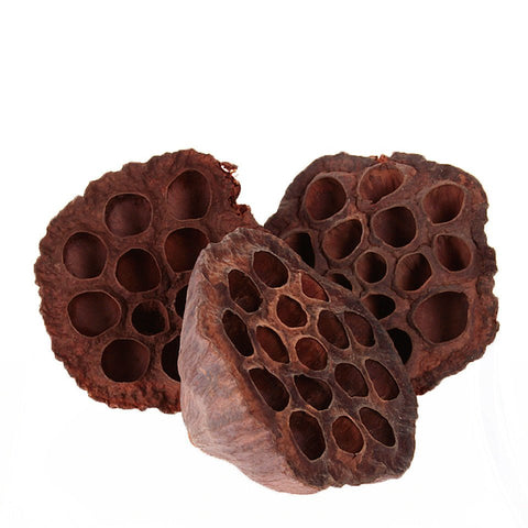 Dried Lotus Seed Heads - Christmas Craft Wreath Florist Festive Decoration - Sprouts of Bristol