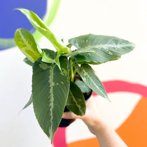 Drop Tongue Plant - Schismaglotis scortechnii - Sprouts of Bristol