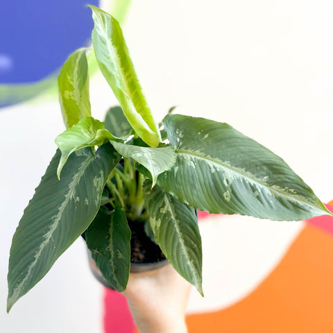 Drop Tongue Plant - Schismaglotis scortechnii - Sprouts of Bristol