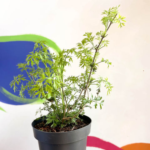 Elderberry - Sambuca nigra 'Golden Tower' - Deciduous Shrub - Sprouts of Bristol