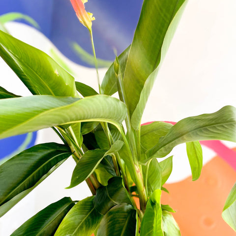 False Bird of Paradise - Heliconia psittacorum ‘Hawaii’ - Sprouts of Bristol