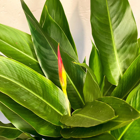 False Bird of Paradise - Heliconia psittacorum ‘Hawaii’ - Sprouts of Bristol