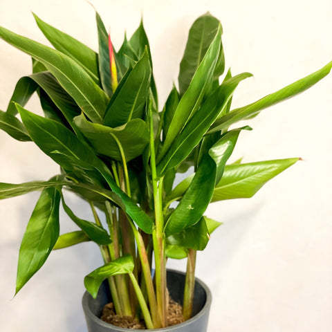 False Bird of Paradise - Heliconia psittacorum ‘Hawaii’ - Sprouts of Bristol
