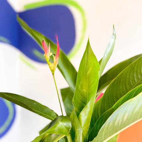 False Bird of Paradise - Heliconia psittacorum ‘Hawaii’ - Sprouts of Bristol