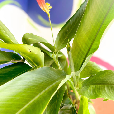 False Bird of Paradise - Heliconia psittacorum ‘Hawaii’ - Sprouts of Bristol