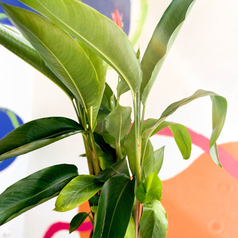 False Bird of Paradise - Heliconia psittacorum ‘Hawaii’ - Sprouts of Bristol