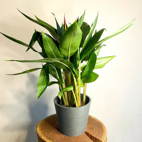 False Bird of Paradise - Heliconia psittacorum ‘Hawaii’ - Sprouts of Bristol