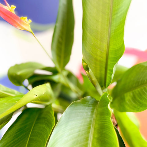 False Bird of Paradise - Heliconia psittacorum ‘Hawaii’ - Sprouts of Bristol