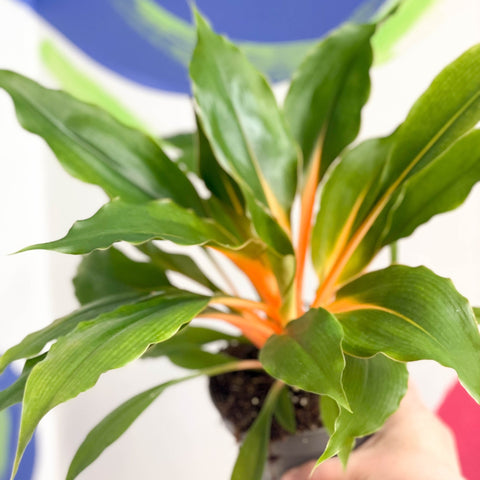 Fire Flash / Orange Spider Plant - Chlorophytum orchidastrum - Sprouts of Bristol