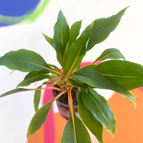 Fire Flash / Orange Spider Plant - Chlorophytum orchidastrum - Sprouts of Bristol