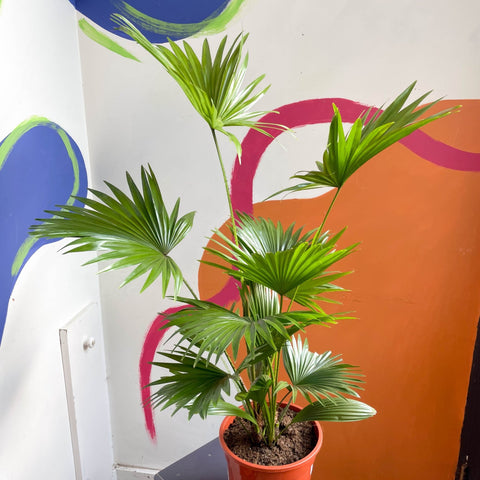 Footstool Palm - Livistona rotundifolia - Sprouts of Bristol