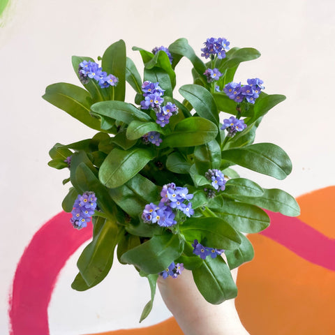 Forget-me-not - Myosotis sylvatica 'Mon Amie Blue' - Sprouts of Bristol