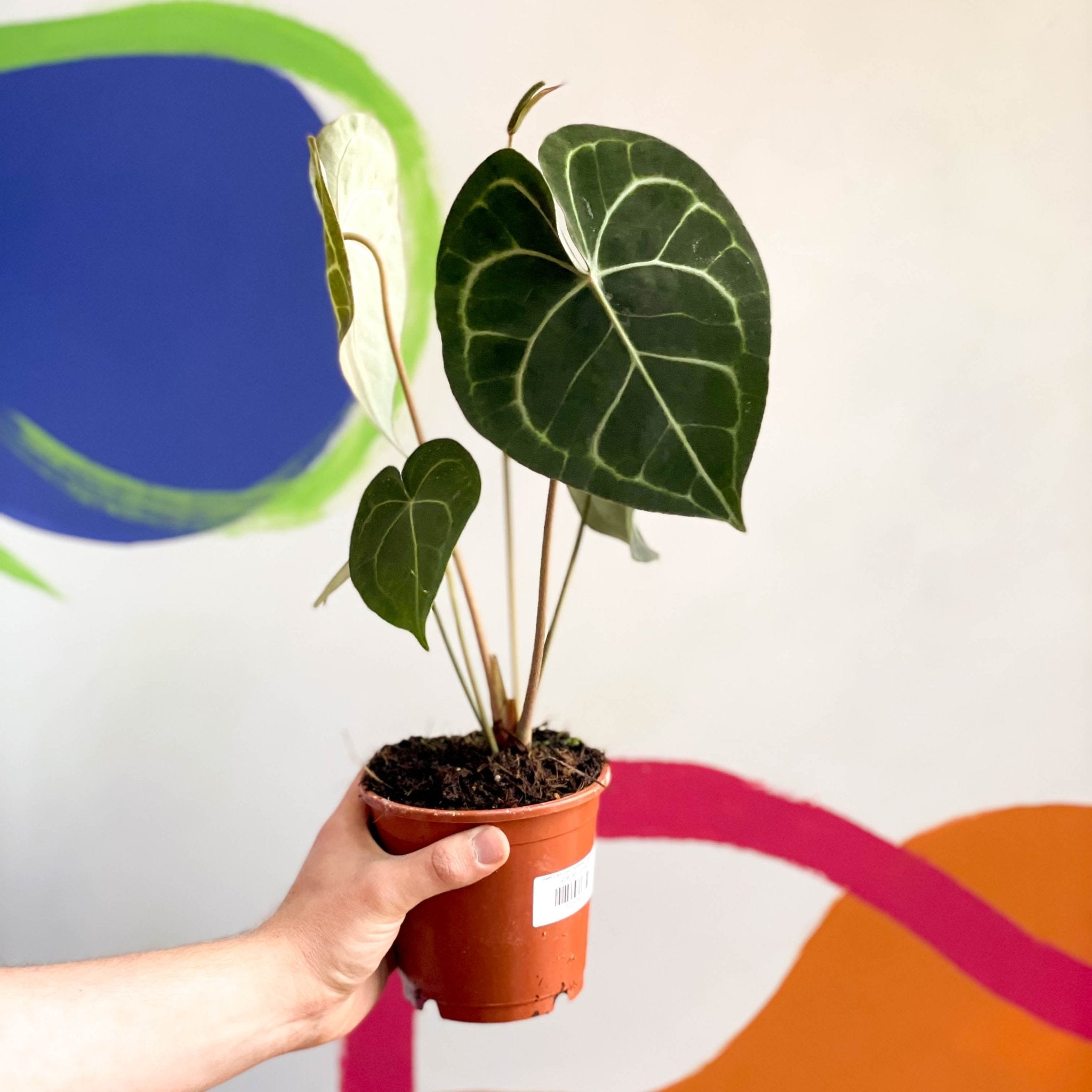 anthurium online uk Anthurium clarinervium