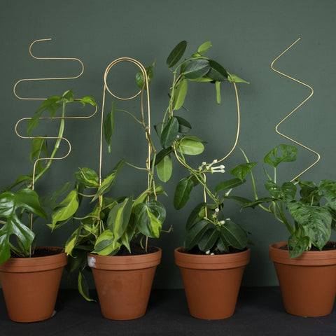 Golden Plant Stake - ZigZag - Sprouts of Bristol